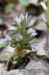 Virginia pennywort